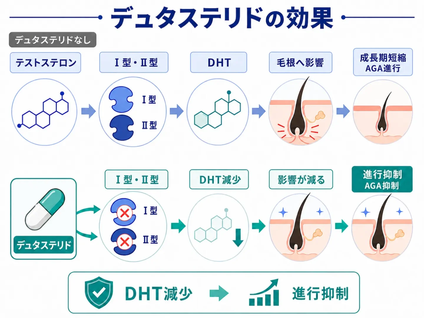 デュタステリドの効果の図解イラスト