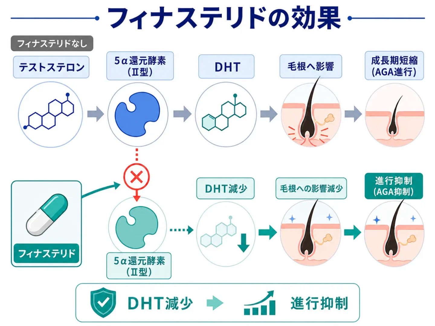 フィナステリドの効果の図解イラスト